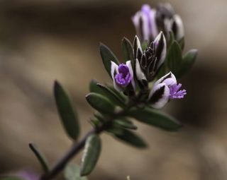 Polygala rupestris Pourret [7/10]