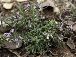 Polygala rupestris Pourret [8/10]