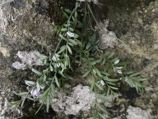 Polygala rupestris Pourret [9/10]