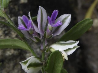 Polygala rupestris Pourret [10/10]