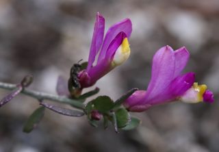 Polygala webbiana Cosson [5/5]