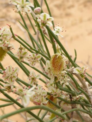 Calligonum polygonoides subsp. comosum (L'Hér.) Soskov [4/14]