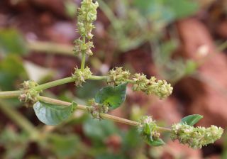 Emex spinosa (L.) Campd. [9/11]