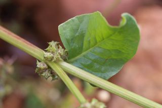 Emex spinosa (L.) Campd. [10/11]