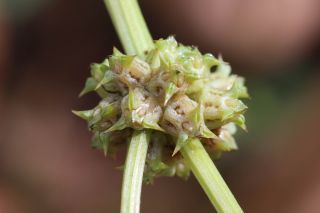 Emex spinosa (L.) Campd. [11/11]