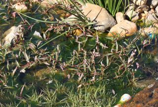 Persicaria decipiens (R. Br.) K.L. Wilson [1/4]