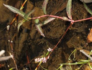 Persicaria decipiens (R. Br.) K.L. Wilson [2/4]