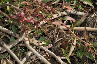 Persicaria decipiens (R. Br.) K.L. Wilson [3/4]