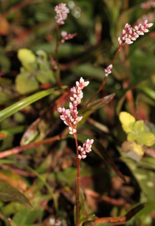 Persicaria decipiens (R. Br.) K.L. Wilson [4/4]