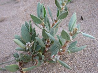 Polygonum maritimum L. [2/4]