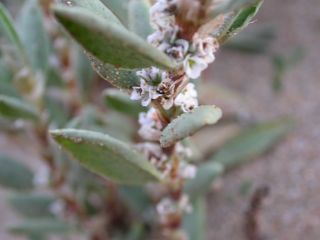 Polygonum maritimum L. [3/4]