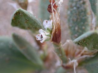 Polygonum maritimum L. [4/4]