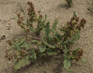 Rumex bipinnatus L. fil. [12/12]