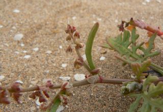 Rumex bipinnatus L. fil. [1/12]