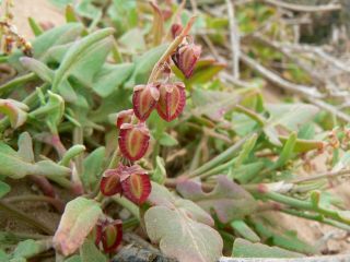 Rumex bipinnatus L. fil. [7/12]