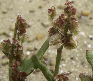 Rumex bipinnatus L. fil. [6/12]