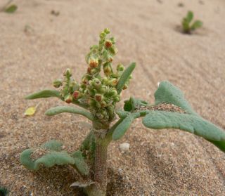 Rumex bipinnatus L. fil. [9/12]