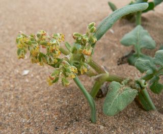 Rumex bipinnatus L. fil. [10/12]