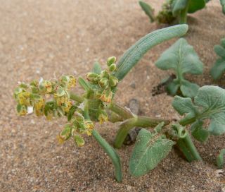 Rumex bipinnatus L. fil. [11/12]