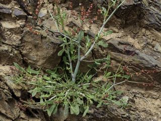 Rumex induratus Boiss. & Reuter [2/5]