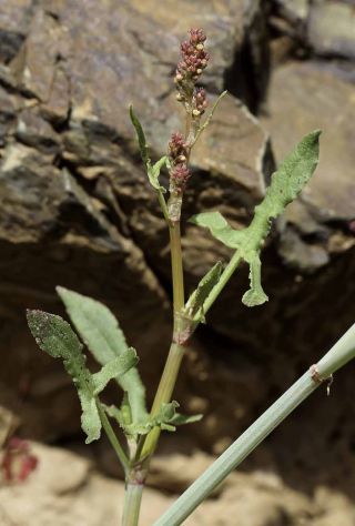 Rumex induratus Boiss. & Reuter [3/5]