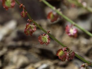 Rumex induratus Boiss. & Reuter [4/5]