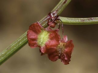 Rumex induratus Boiss. & Reuter [5/5]