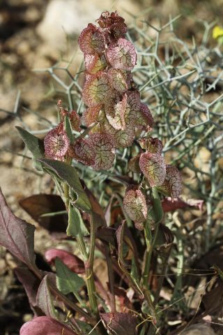 Rumex vesicarius L. [9/10]