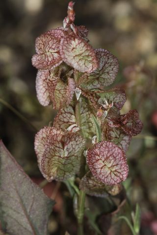 Rumex vesicarius L. [10/10]