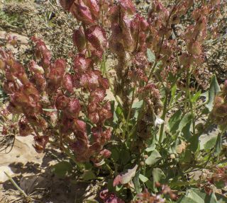 Rumex vesicarius L. [7/10]