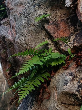 Polypodium cambricum L. [4/5]