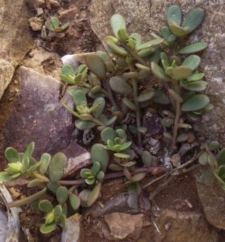 Portulaca gr. oleracea [4/11]