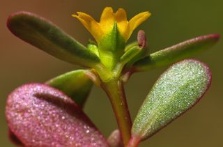 Portulaca gr. oleracea [10/11]