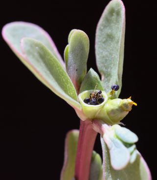 Portulaca gr. oleracea [11/11]