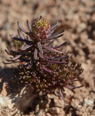 Coris monspeliensis subsp. maroccana (Murb.) Greuter & Burdet [1/11]