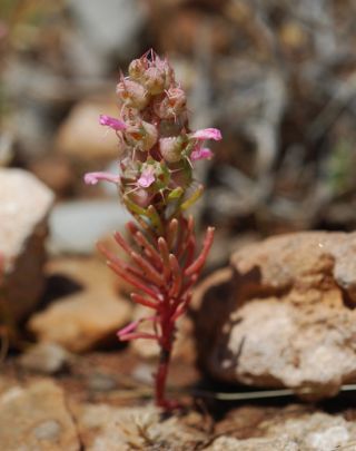 Coris monspeliensis subsp. maroccana (Murb.) Greuter & Burdet [5/11]