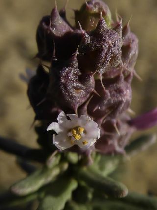 Coris monspeliensis subsp. maroccana (Murb.) Greuter & Burdet [11/11]