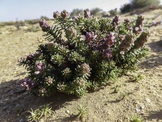 Coris monspeliensis subsp. maroccana (Murb.) Greuter & Burdet [10/11]