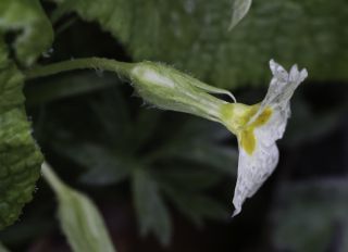 Primula acaulis subsp. atlantica (Maire & Wilczek) Greuter & Burdet [5/6]