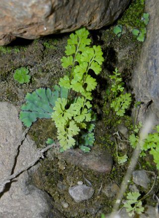 Anogramma leptophylla (L.) Link [1/7]