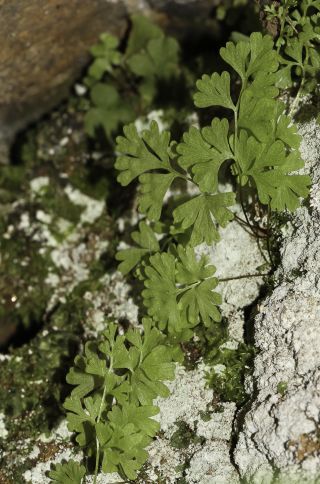 Anogramma leptophylla (L.) Link [3/7]