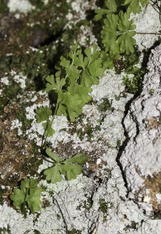 Anogramma leptophylla (L.) Link [4/7]