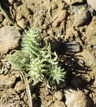 Ceratocephala falcata subsp. incurva (Steven) Chrtek & Chrtková [4/4]