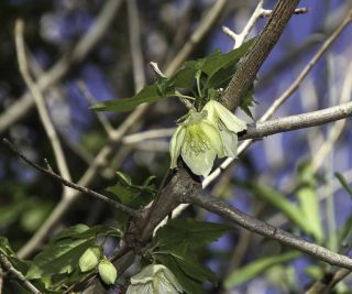 Clematis cirrhosa L. [4/11]