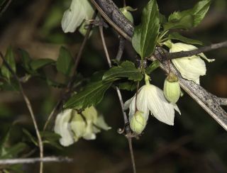 Clematis cirrhosa L. [5/11]