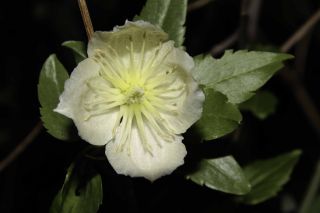 Clematis cirrhosa L. [6/11]