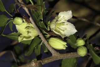 Clematis cirrhosa L. [7/11]