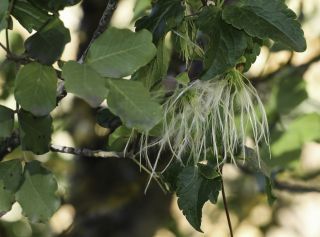 Clematis cirrhosa L. [10/11]