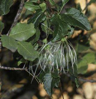 Clematis cirrhosa L. [11/11]