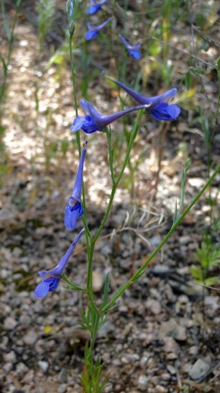 Delphinium nanum DC. subsp. elongatum (Boiss.) Blanché & al. [2/4]